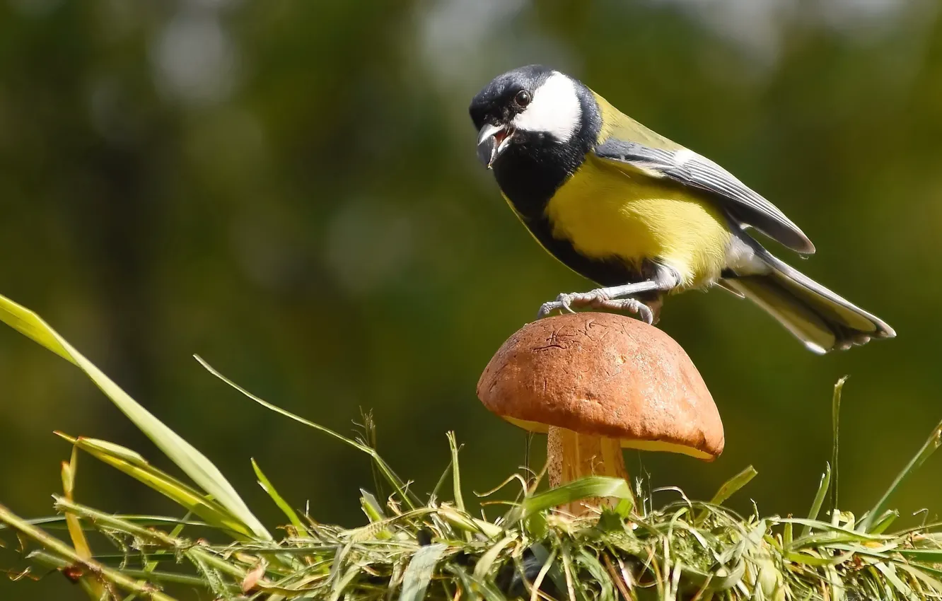 Photo wallpaper autumn, nature, bird, photo hunting, Big tit