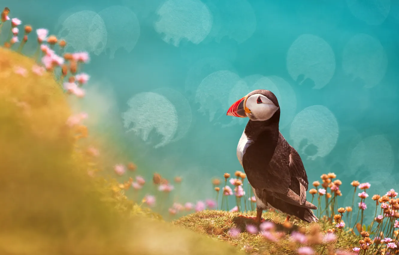 Photo wallpaper flowers, bird, stalled, blue background, bokeh