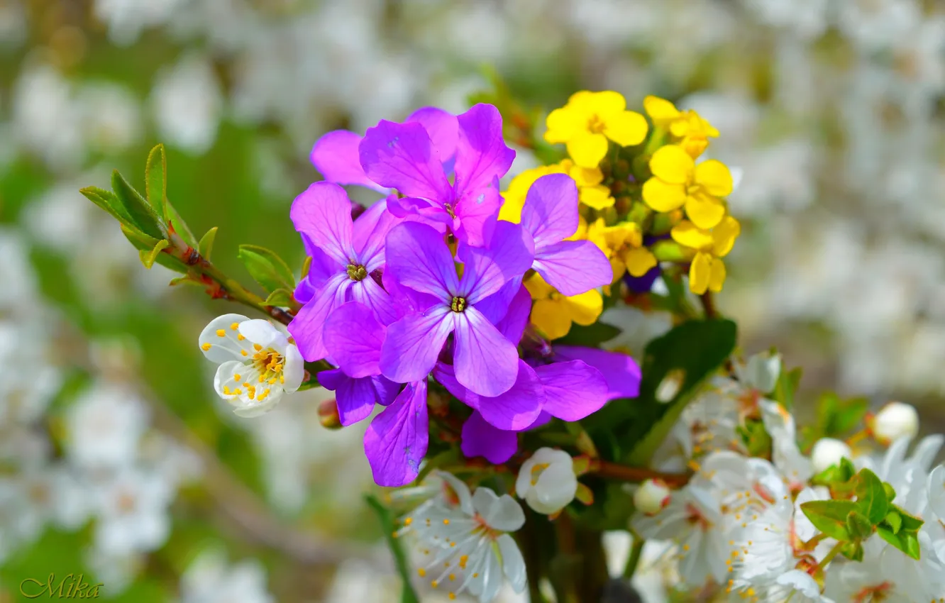 Photo wallpaper flowers, flowering, flowers, Purple flowers, Flowering, Purple flowers