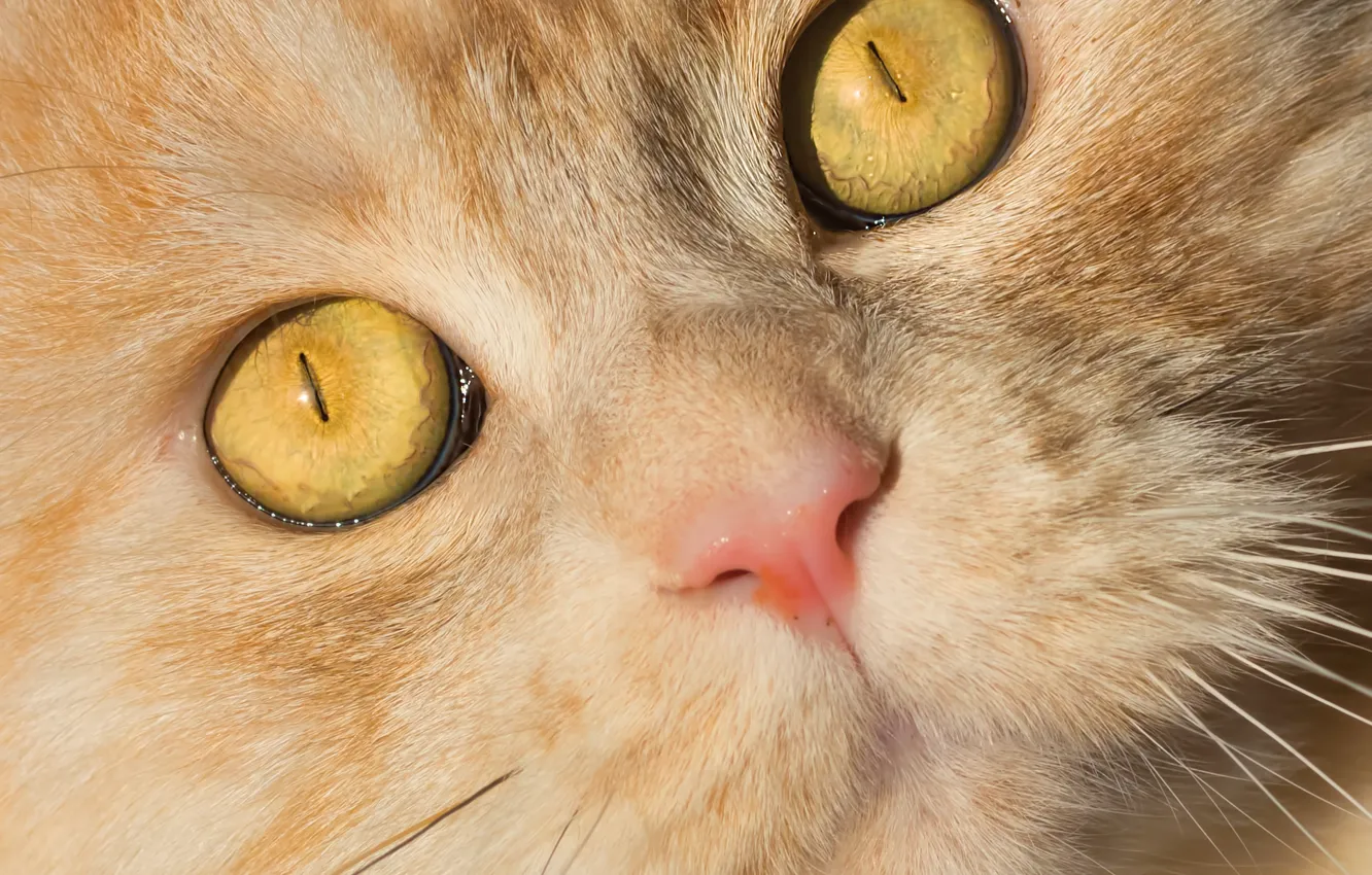 Photo wallpaper eyes, cat, look, muzzle, Kote, red cat
