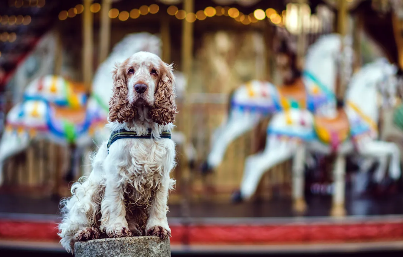 Photo wallpaper look, each, dog