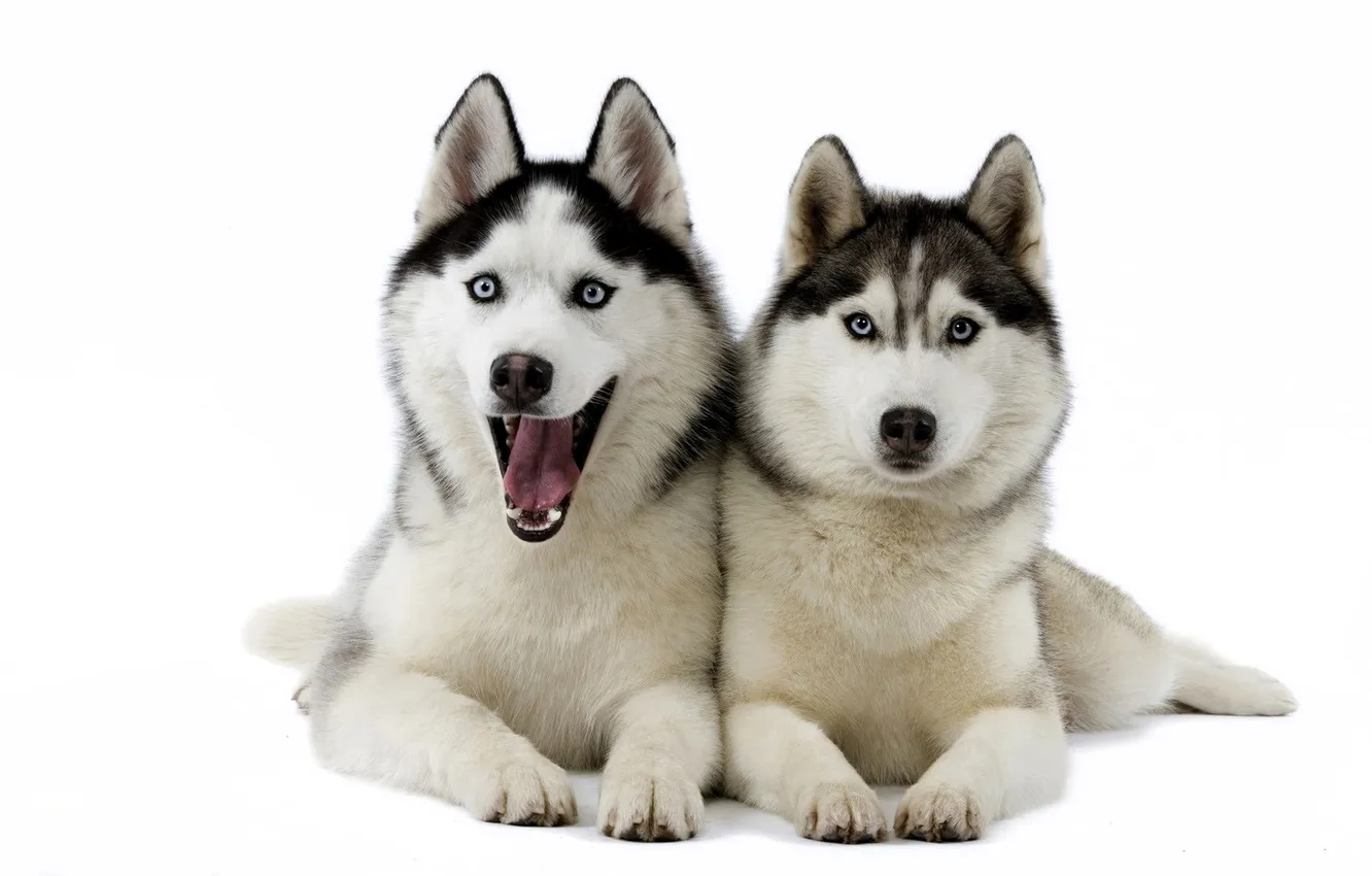 Photo wallpaper snow, dog, pair, husky, Laika