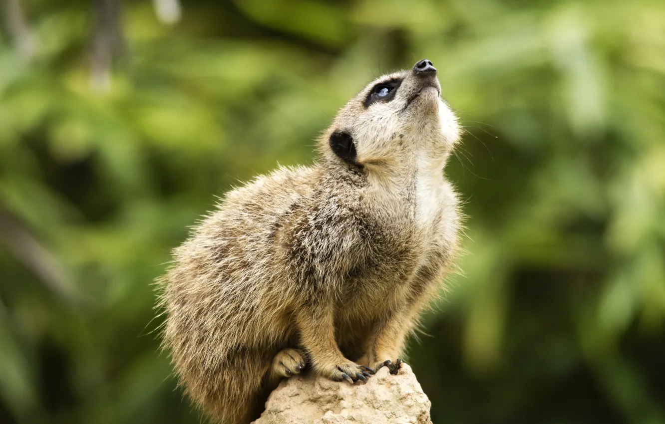 Photo wallpaper look, pose, stones, background, meerkats, sitting, bokeh, looking up