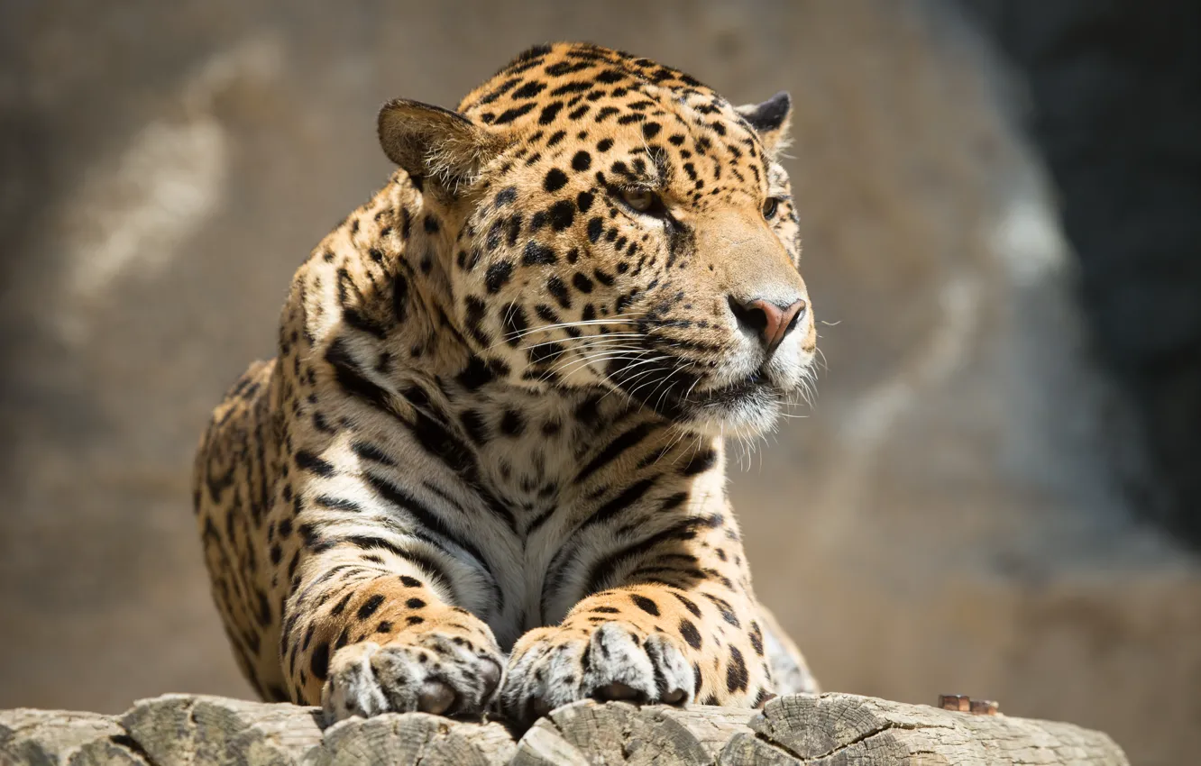 Photo wallpaper cat, look, face, the sun, stay, Jaguar, log
