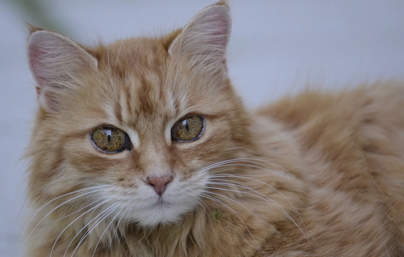 Photo wallpaper cat, eyes, lies, red