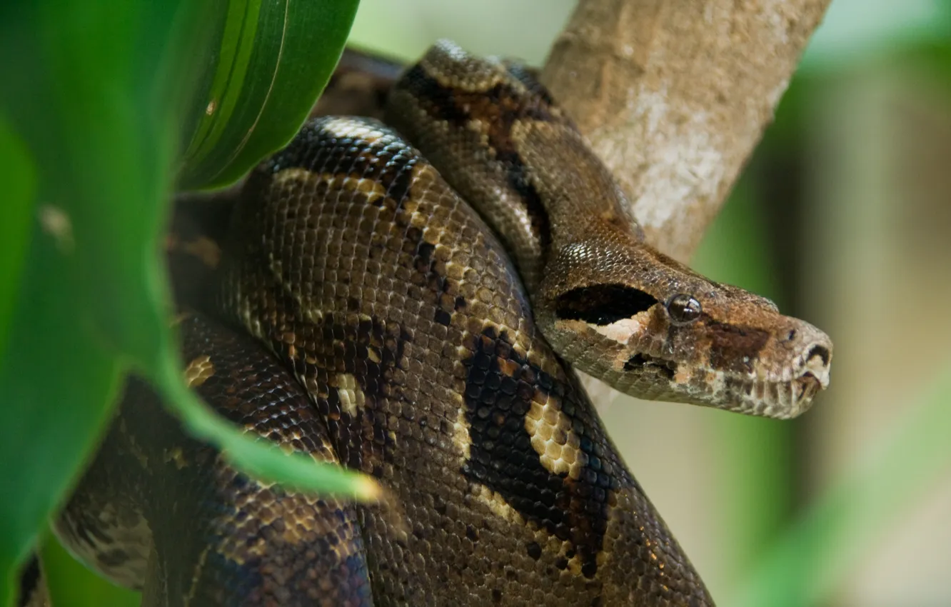 Photo wallpaper snake, Costa Rica, Anaconda