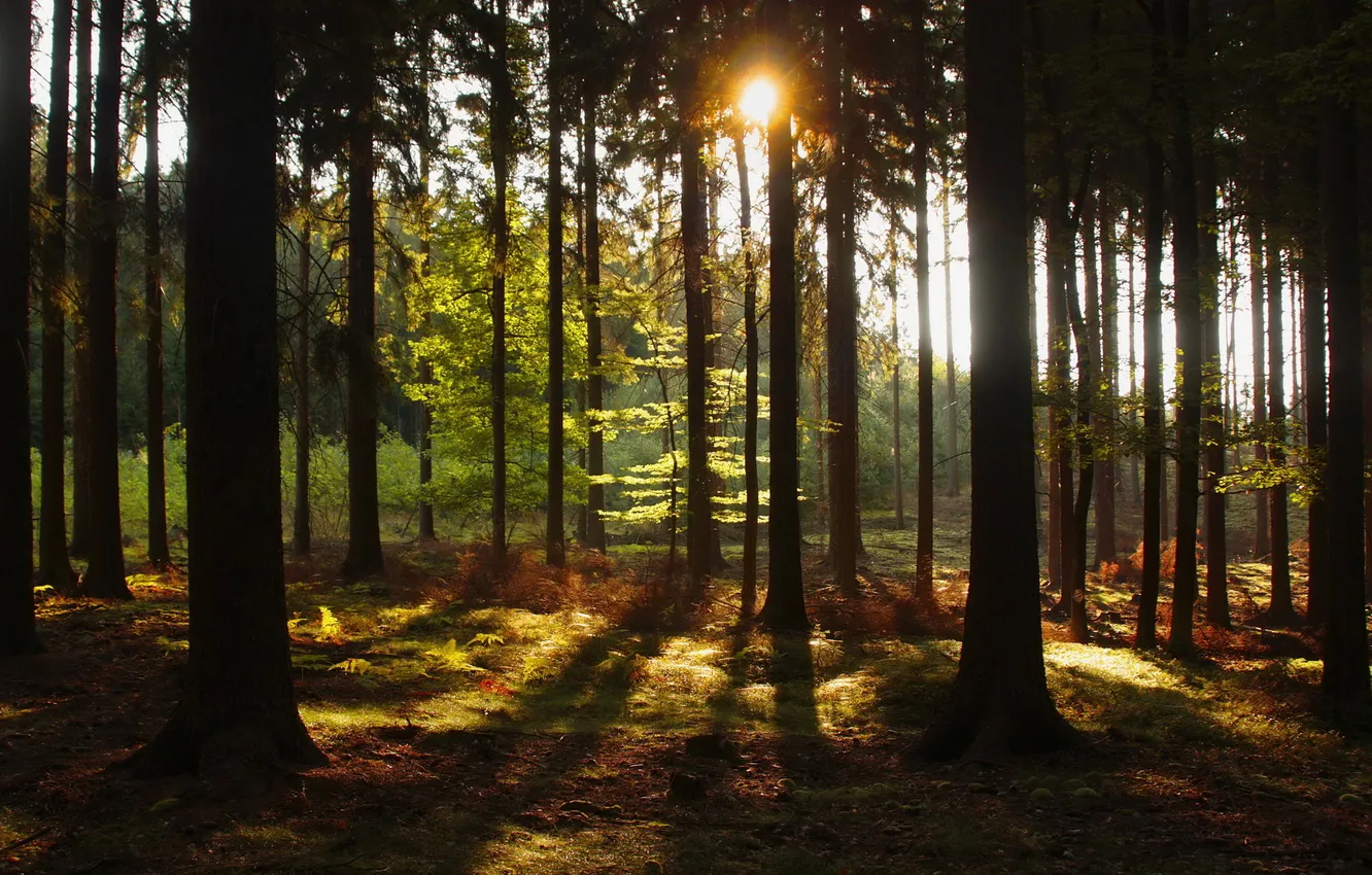 Photo wallpaper forest, the sun, trees, nature, Czech Republic, Hurky