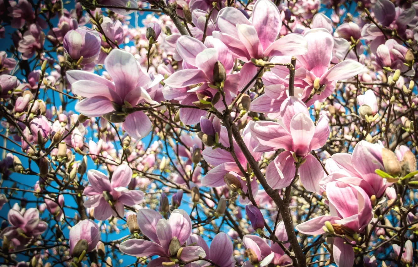 Photo wallpaper macro, tree, pink, spring, Magnolia