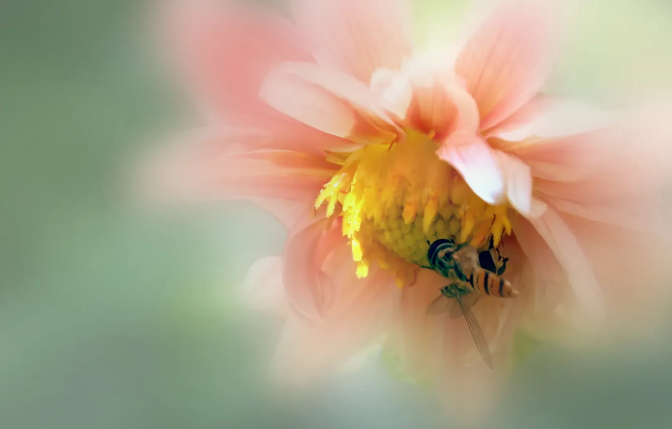 Photo wallpaper macro, flowers, bee