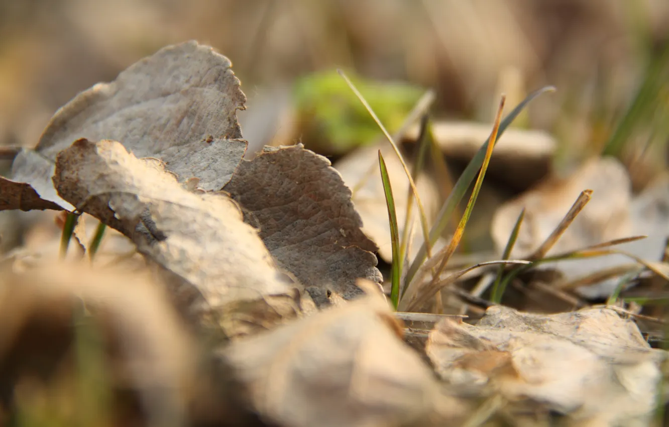 Photo wallpaper grass, macro, a blade of grass, dry leaves