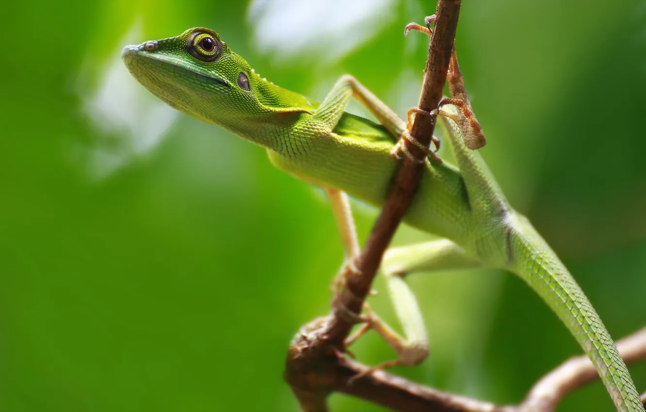 Photo wallpaper nature, background, lizard