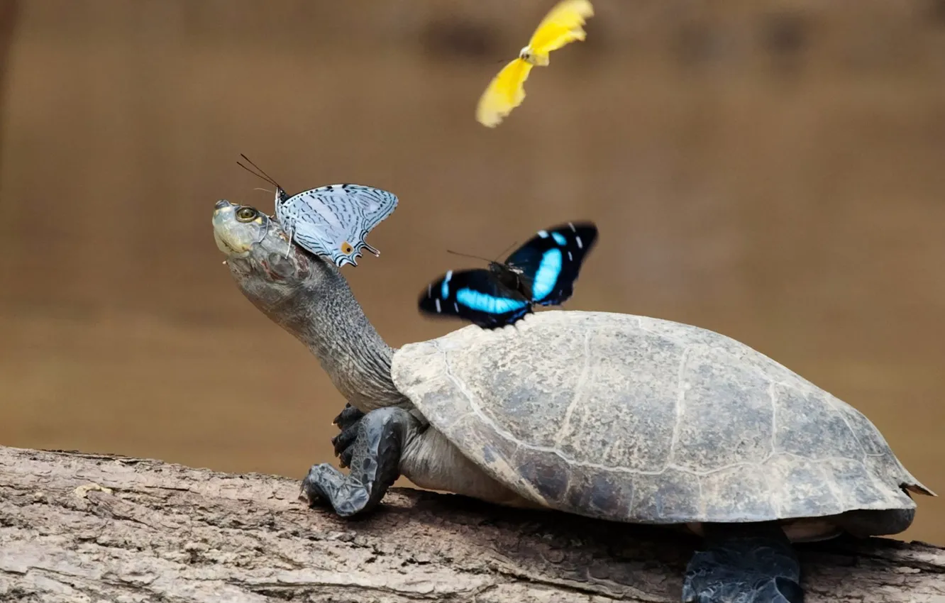 Photo wallpaper butterfly, turtle, paws, neck