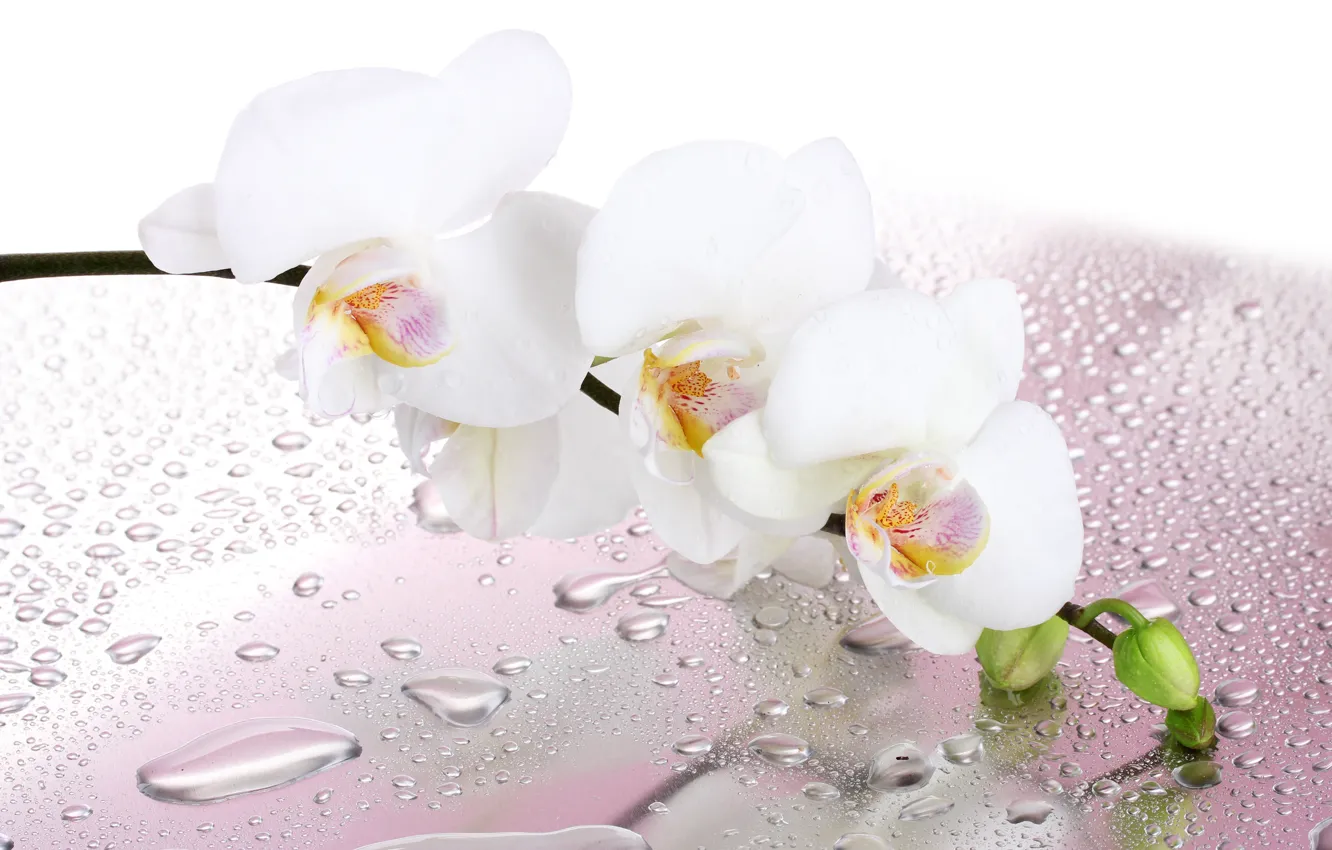 Photo wallpaper flower, drops, sprig, petals, water, white, Orchid