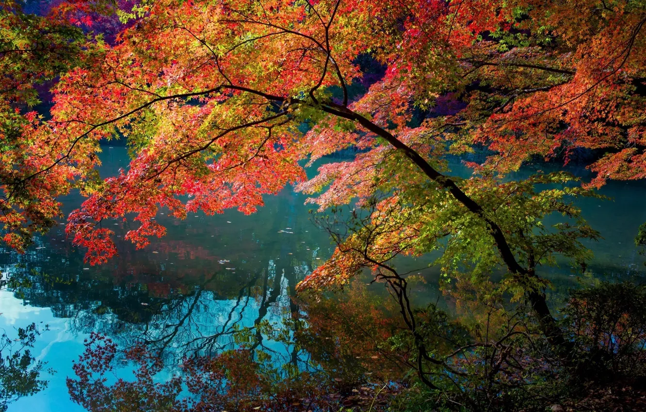 Photo wallpaper reflection, foliage, Trees