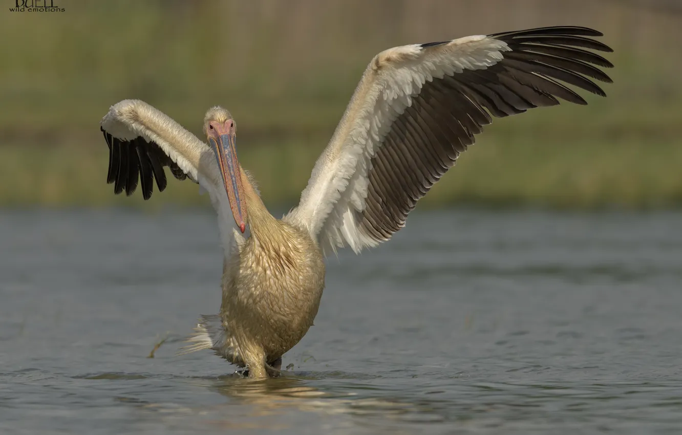 Photo wallpaper water, nature, background, bird, wings, Pelican, DUELL ©