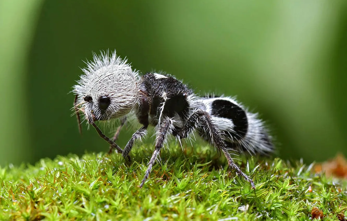 Photo wallpaper photo, velvet ant, ant Panda