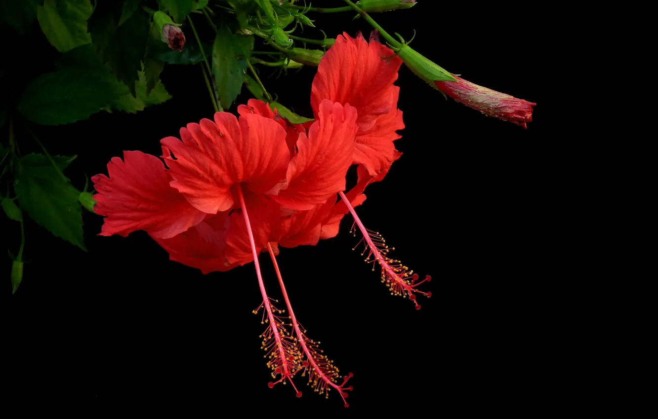 Photo wallpaper macro, background, petals, hibiscus