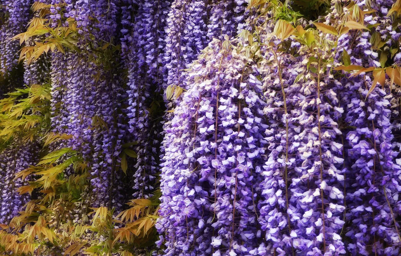 Photo wallpaper bunches, Wisteria, Wisteria