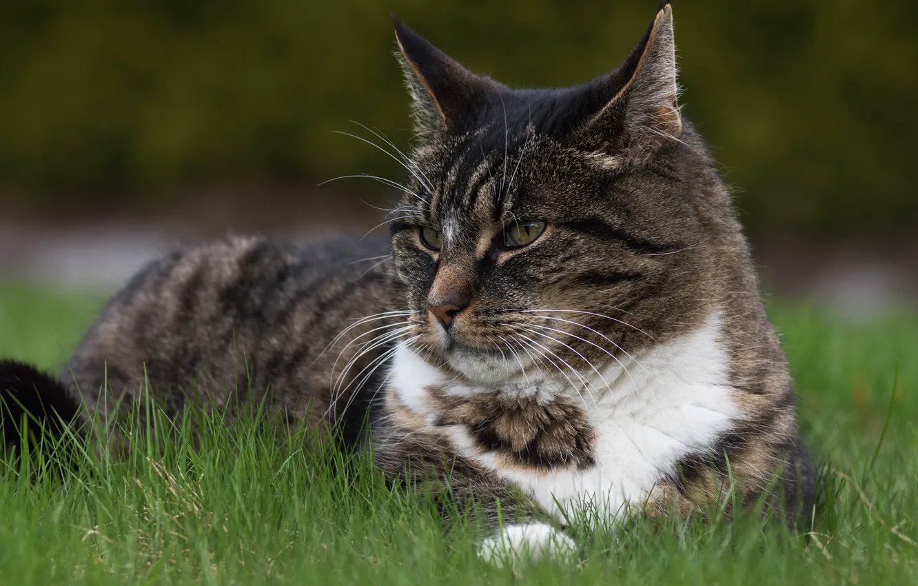 Photo wallpaper cat, grass, cat, look, face, grey, background, portrait