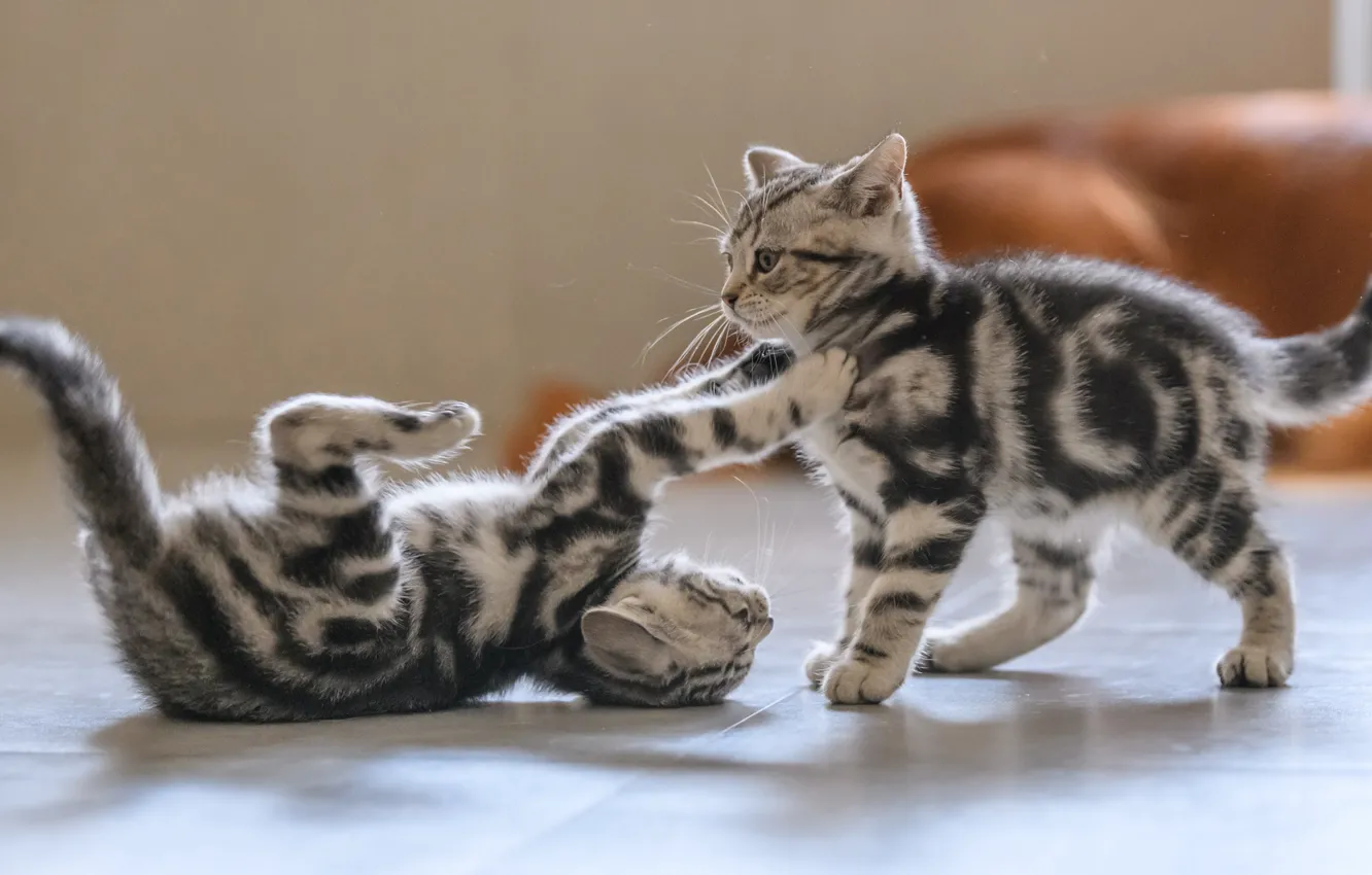 Photo wallpaper room, the game, kittens, a couple, striped, two kittens, sports, Scottish