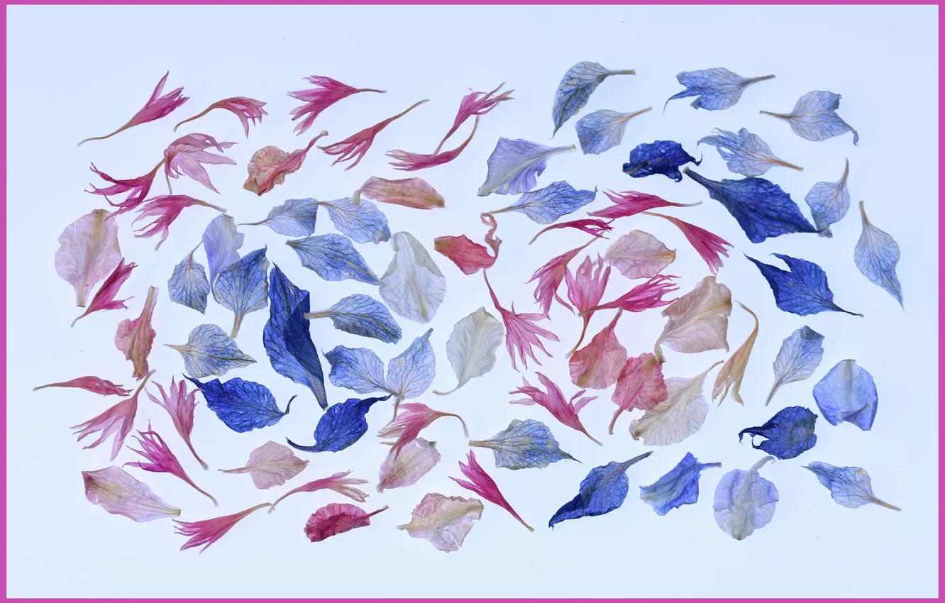 Photo wallpaper background, frame, petals