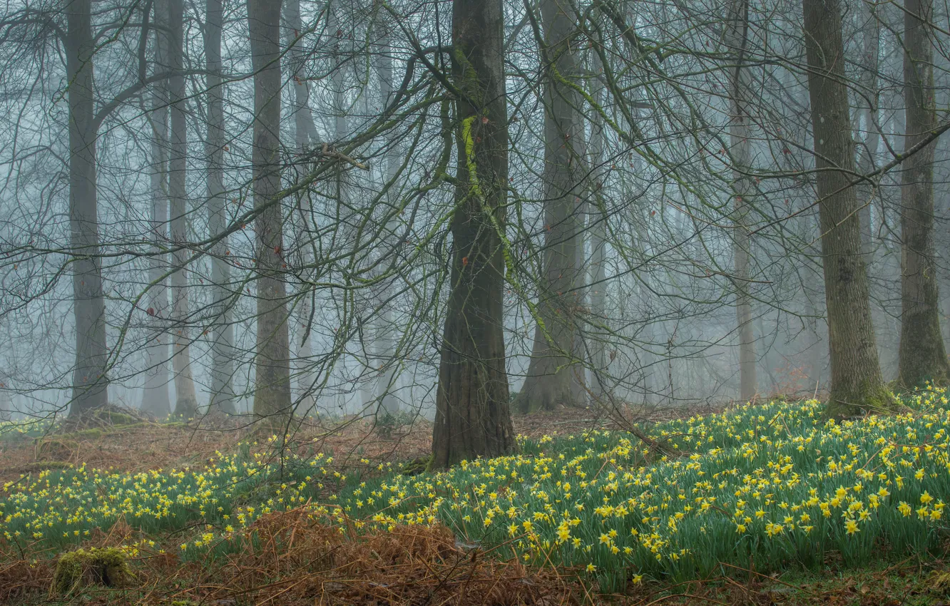 Photo wallpaper forest, glade, spring