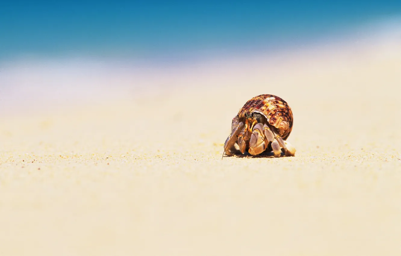 Photo wallpaper sand, sea, macro, Plage, crab, shell