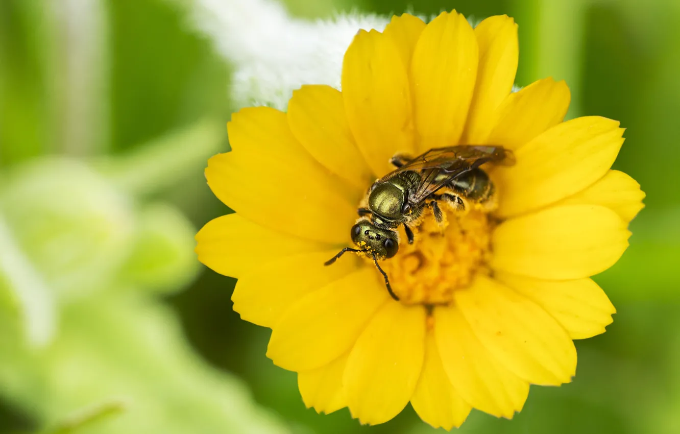 Photo wallpaper macro, bee, insect