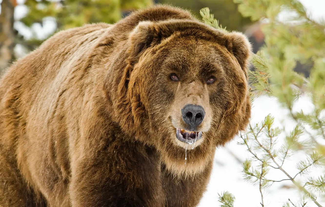 Photo wallpaper nature, bear, beast