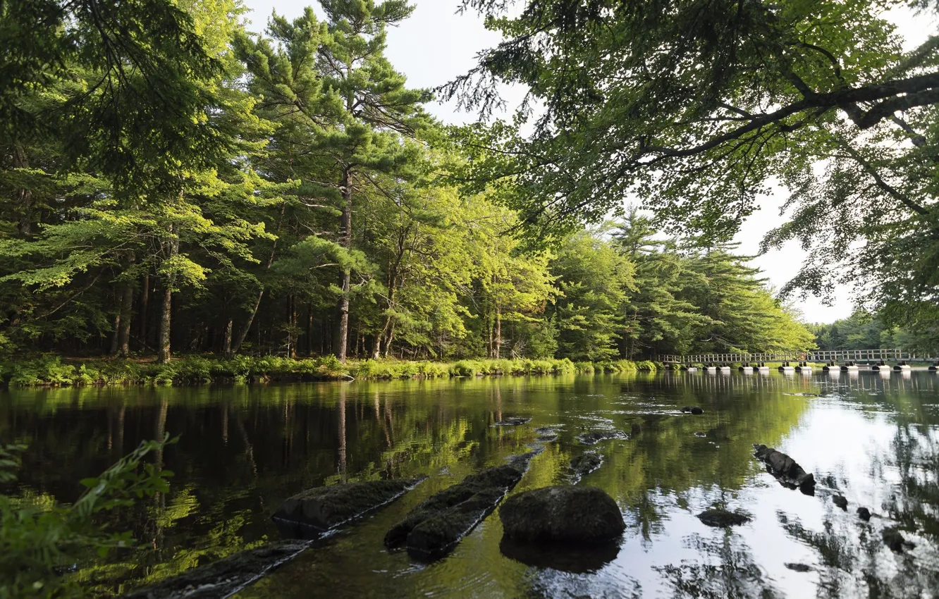 Photo wallpaper greens, trees, landscape, nature, lake, beauty