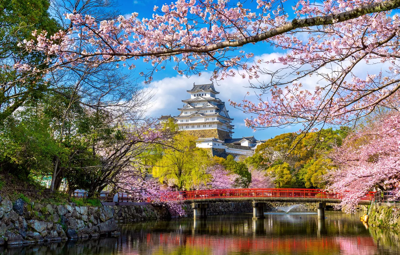 Photo wallpaper Park, spring, Japan, Sakura, Japan, flowering, blossom, park