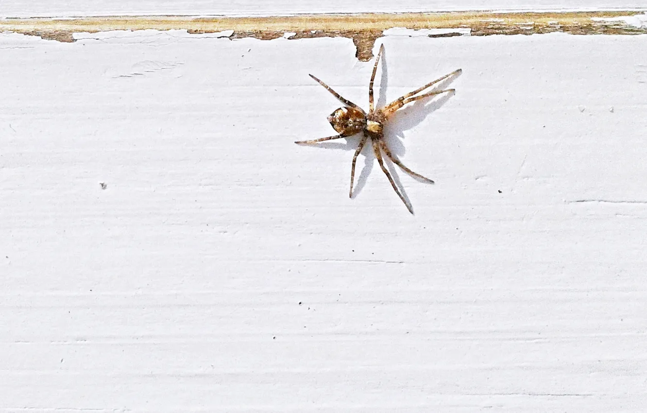 Photo wallpaper summer, spider, insect, June 2025