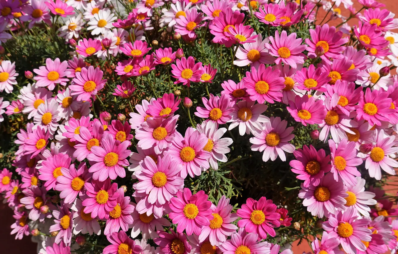 Photo wallpaper flowers, pink, a lot, feverfew