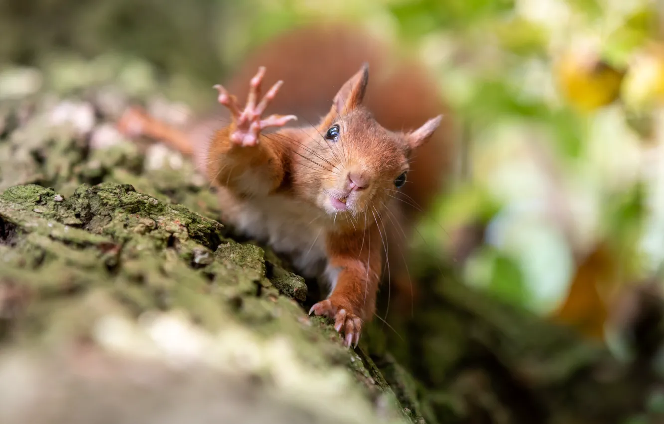 Photo wallpaper macro, nature, tree, animal, protein, trunk, animal