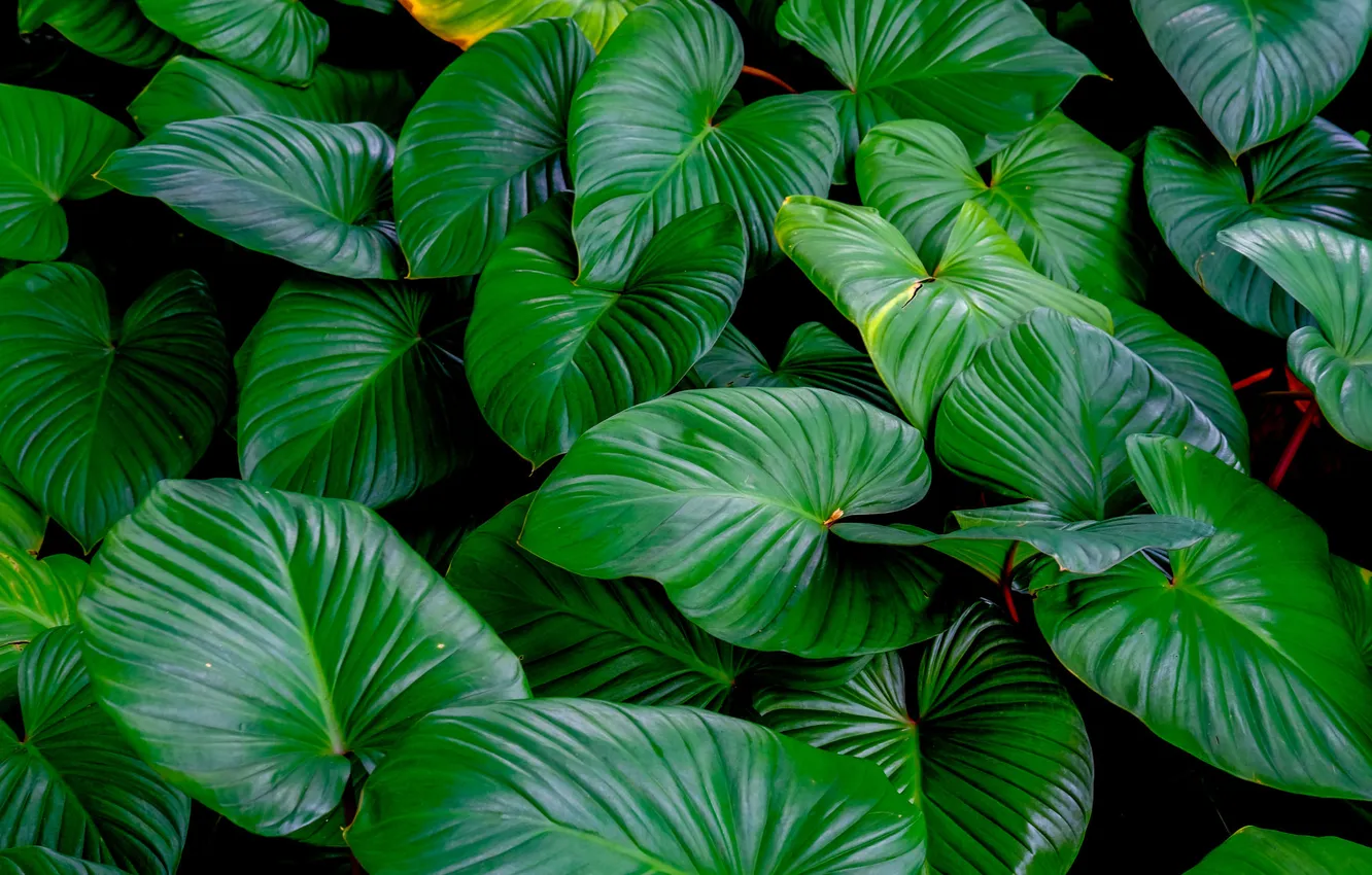 Photo wallpaper leaves, plant, homalomena