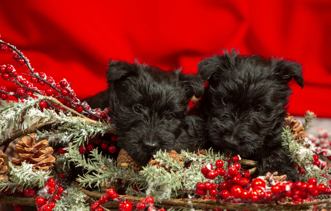 Photo wallpaper look, branches, berries, black, new year, dog, baby, fruit