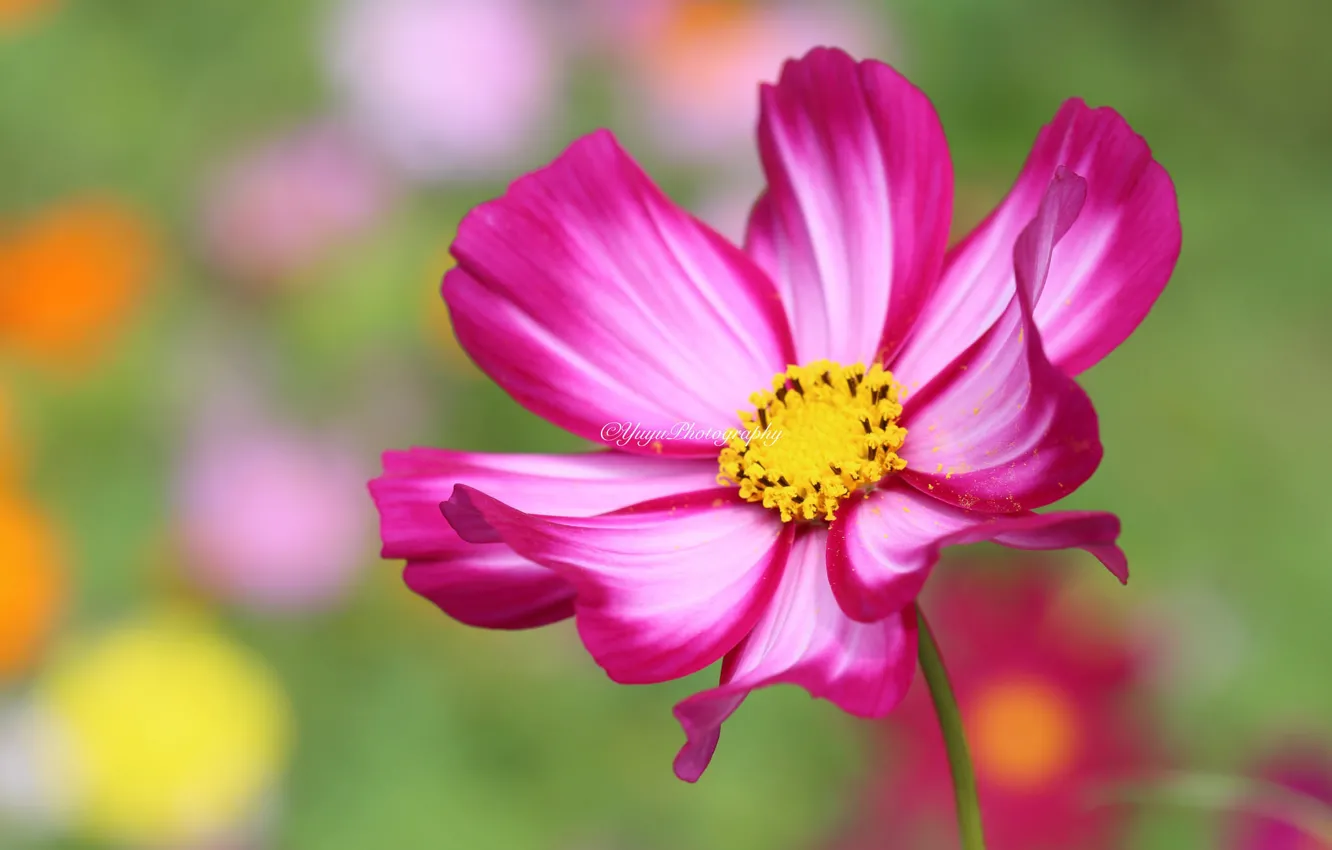 Photo wallpaper macro, flowers, blur, kosmeya