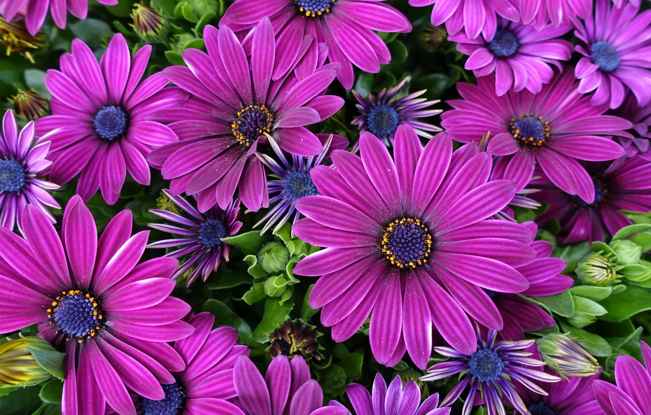 Photo wallpaper macro, flowers, bright, petals, pink, a lot, lilac, Osteospermum