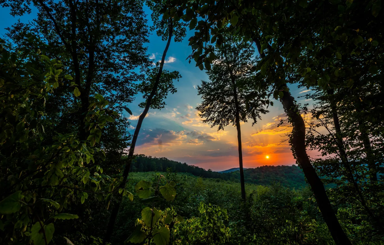 Photo wallpaper forest, trees, sunrise, dawn, morning