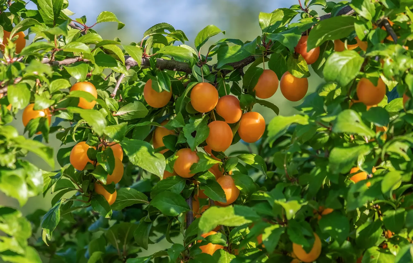 Photo wallpaper summer, leaves, light, trees, branches, garden, fruit, fruit