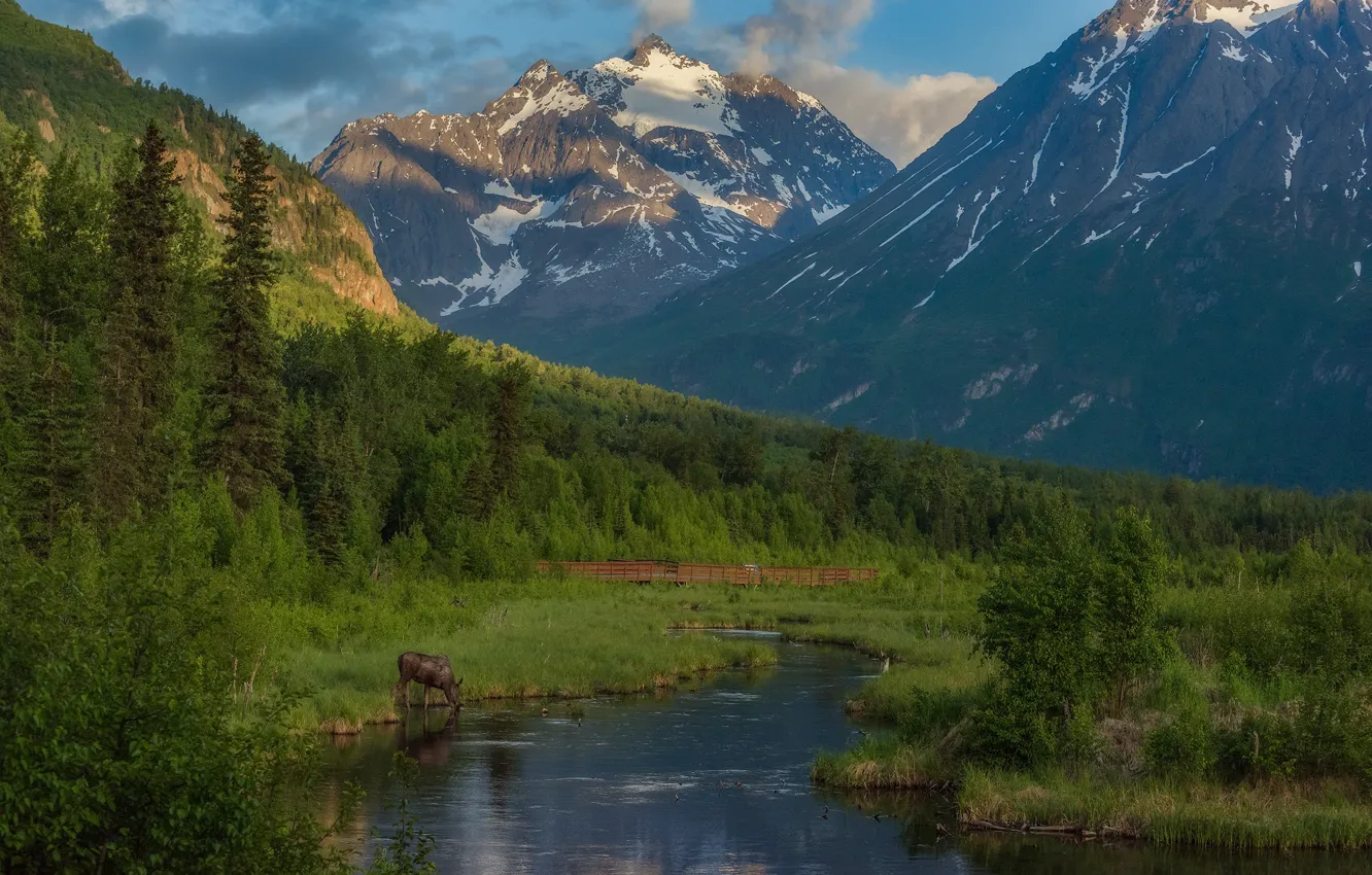 Photo wallpaper forest, mountains, river, Alaska, Alaska, moose, Eagle River, Fugaccia mountains