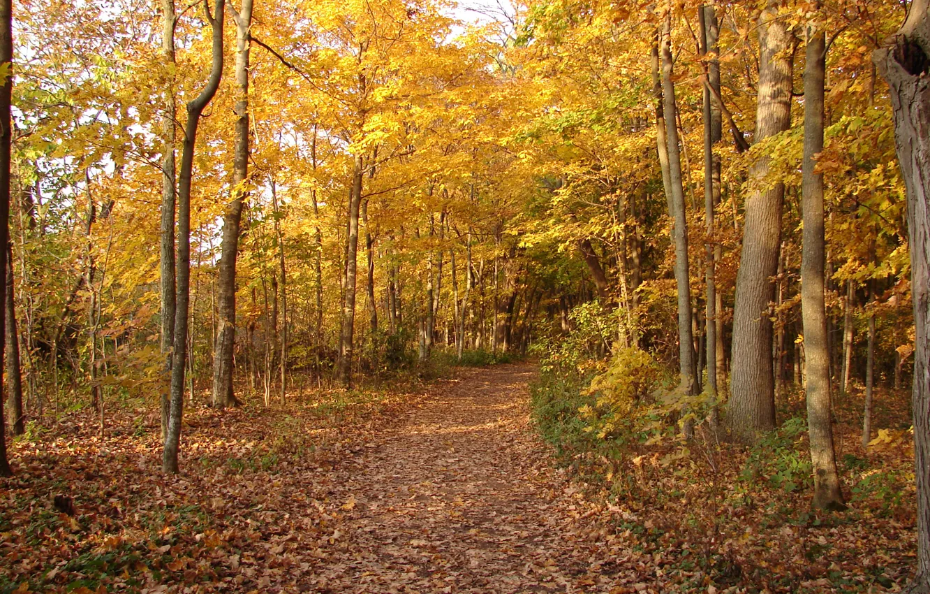 Wallpaper autumn, forest, foliage, trail, track, forest, falling leaves ...