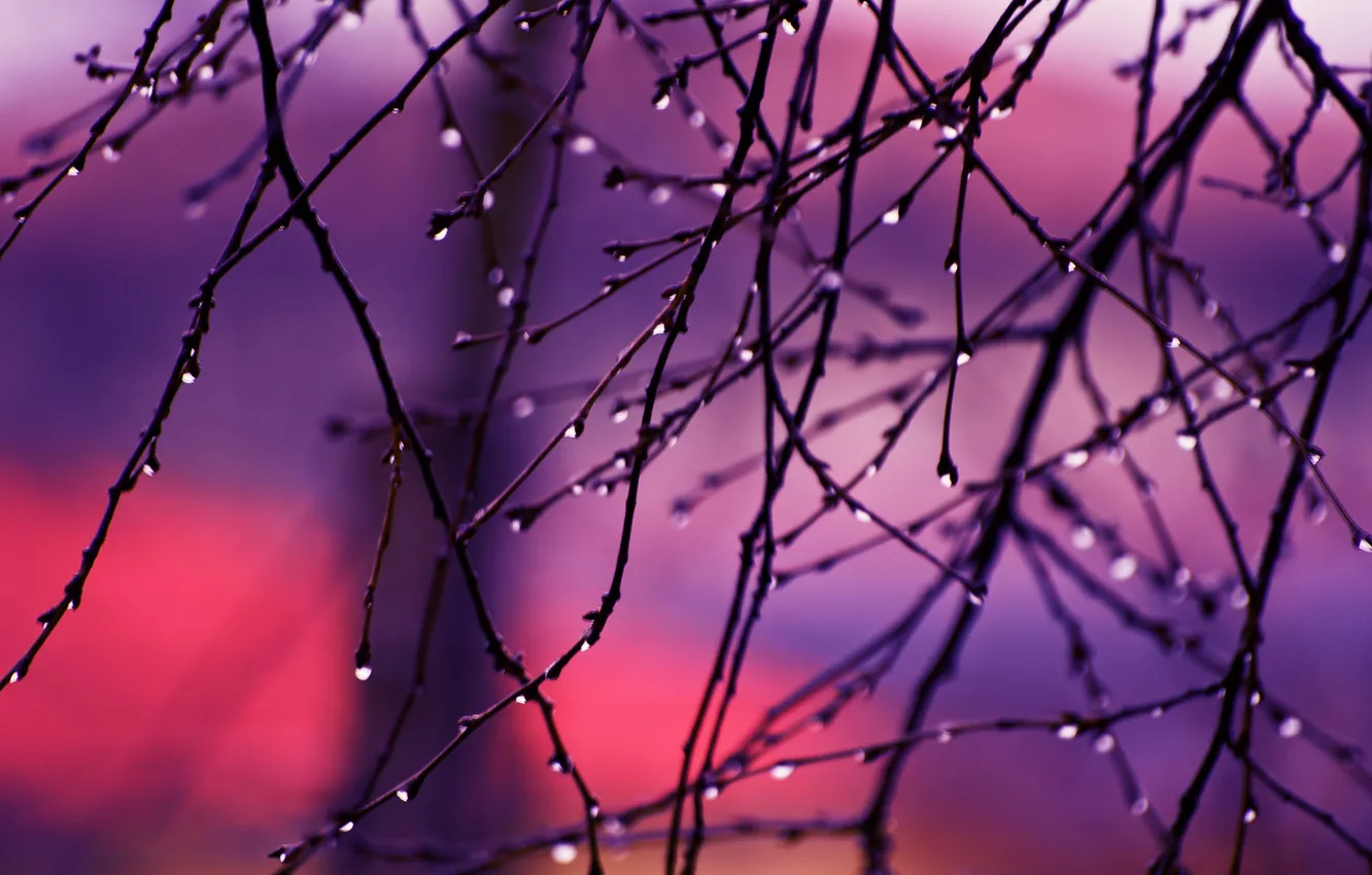 Photo wallpaper drops, branches, sunrise, autumn rain