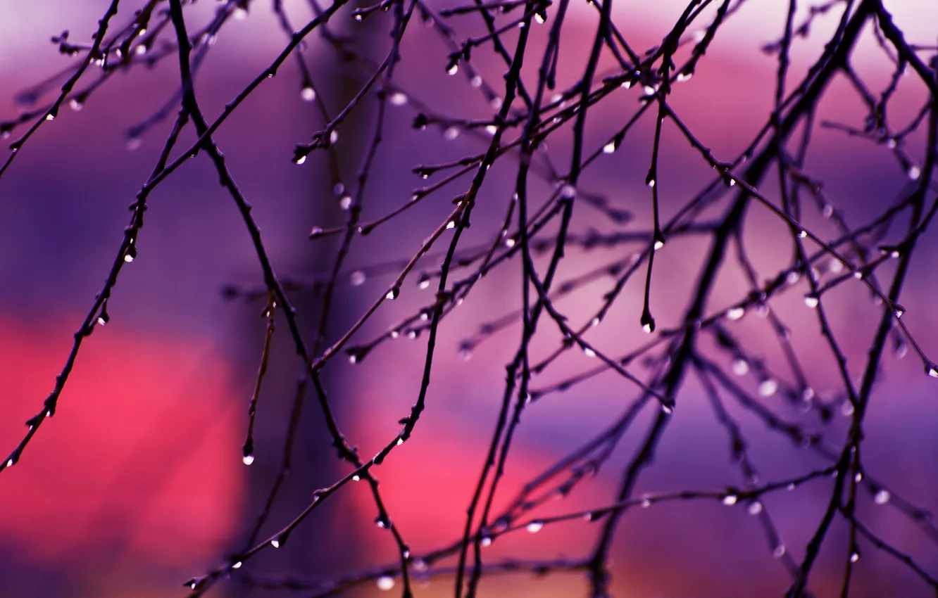 Photo wallpaper drops, branches, sunrise, Autumn Rain