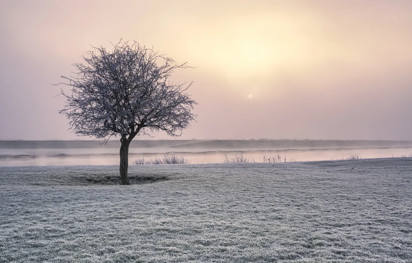 Photo wallpaper field, trees, nature, morning