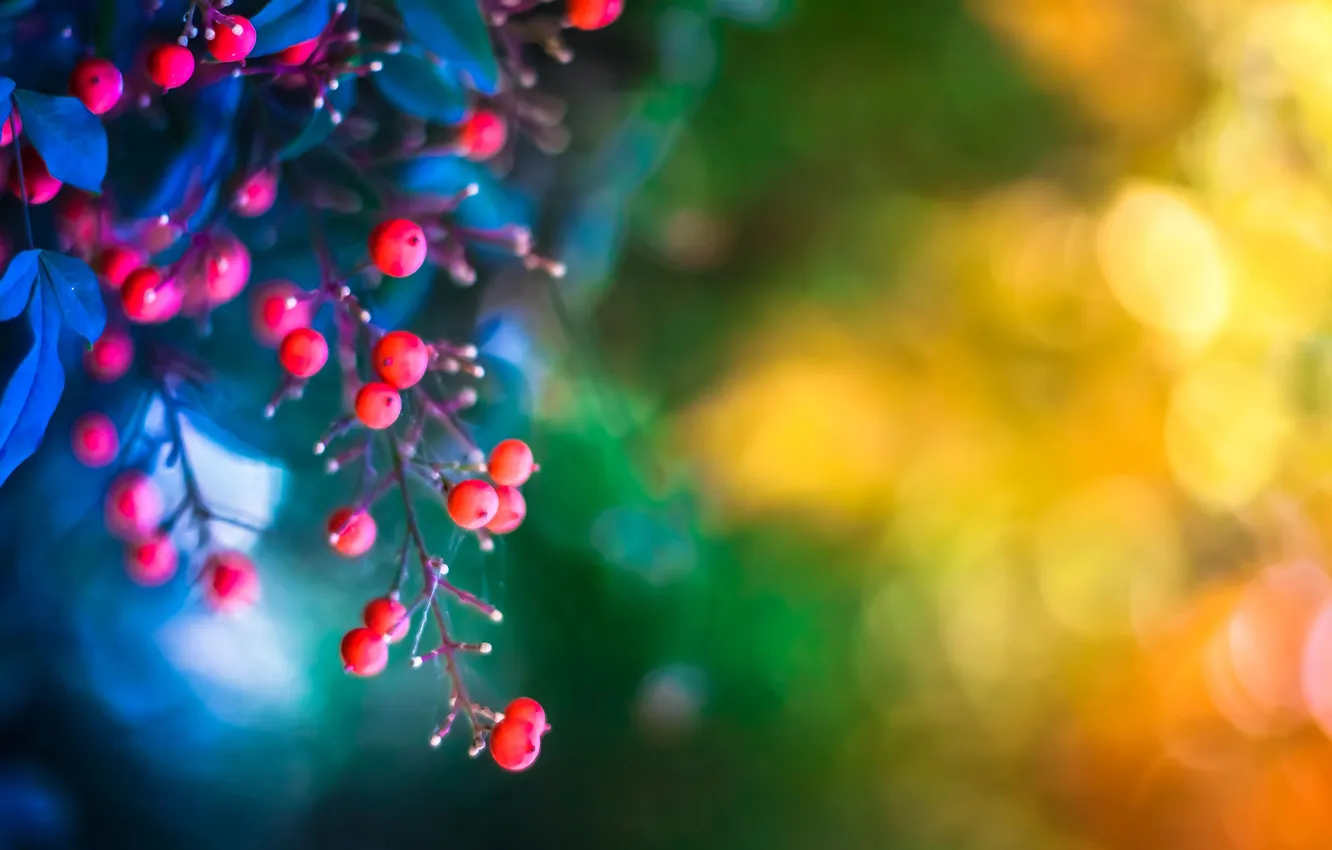 Photo wallpaper leaves, berries, sprig, background