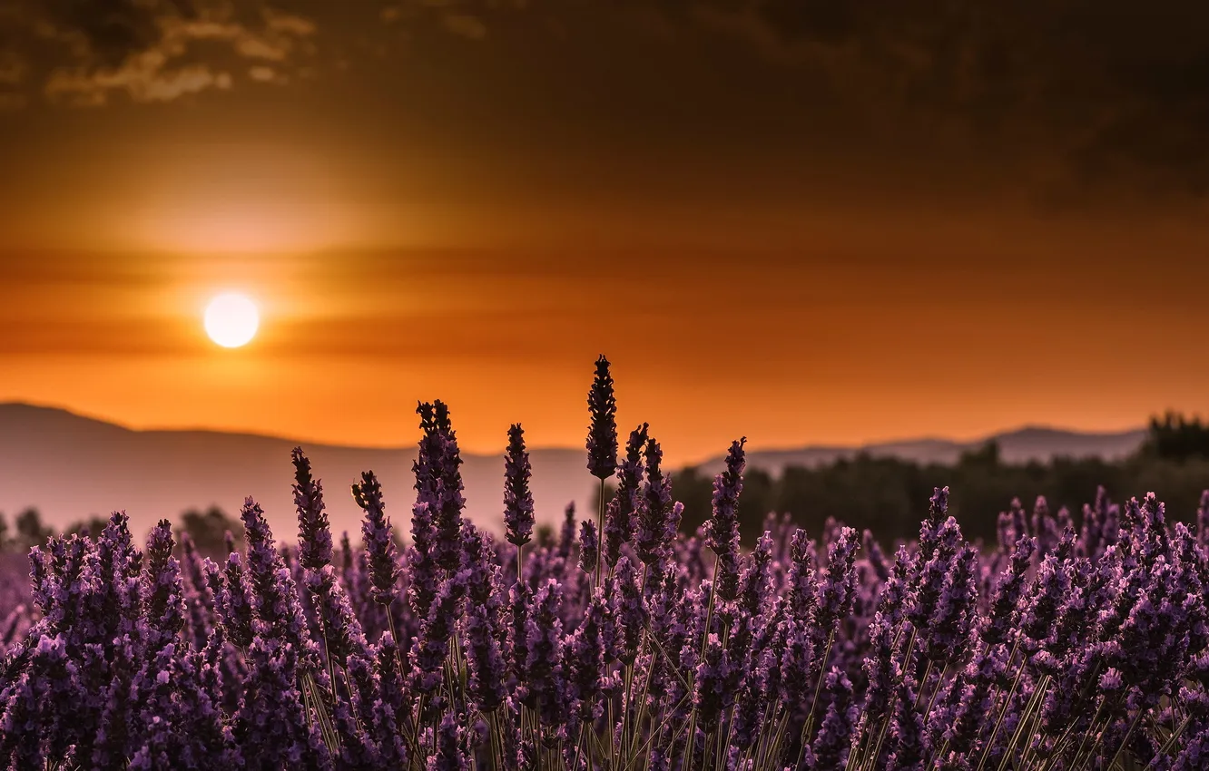 Photo wallpaper sunset, flowers, nature