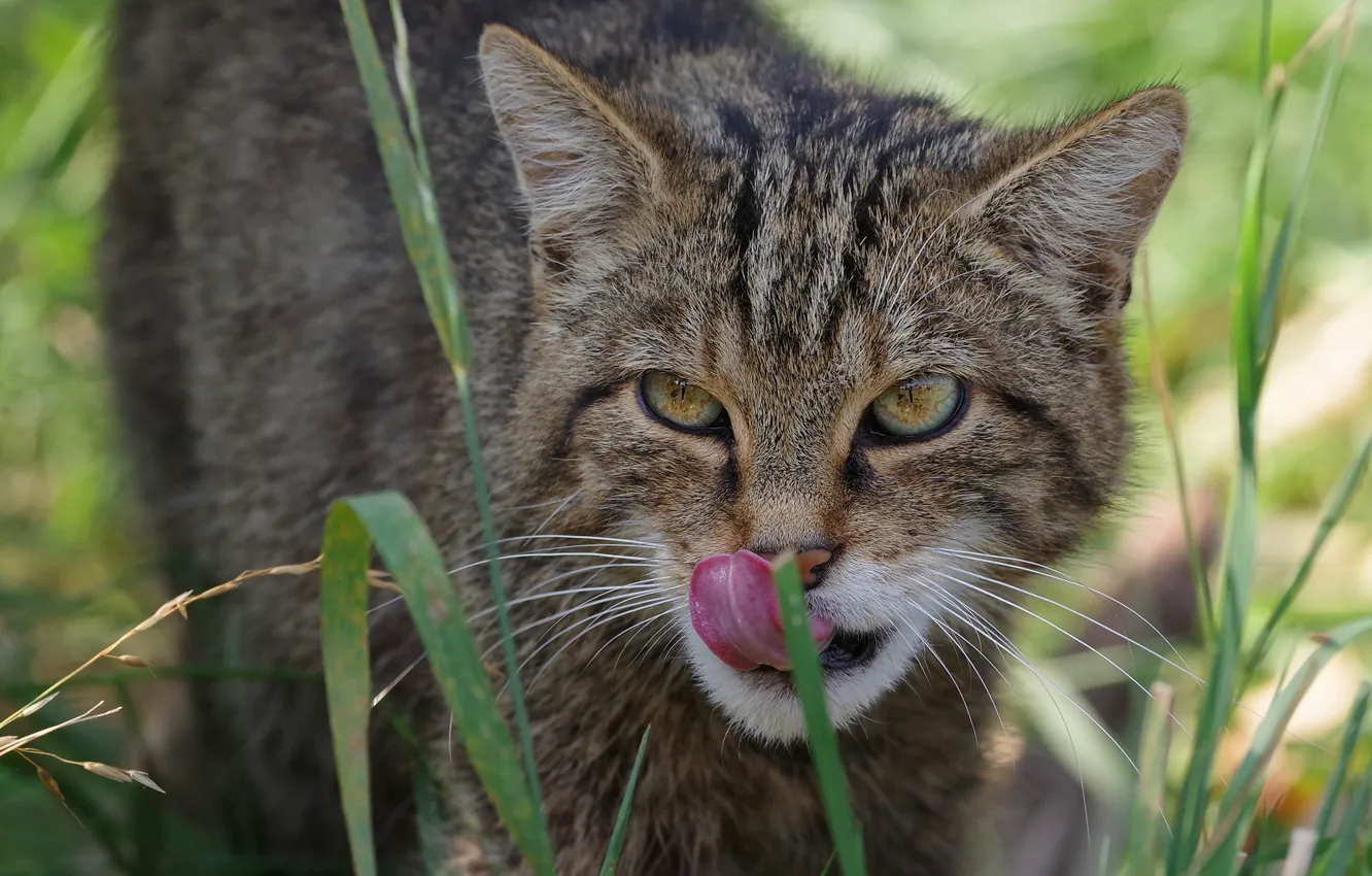 Photo wallpaper wild, cat, portrait, grey, striped, face, wild cat, close-up