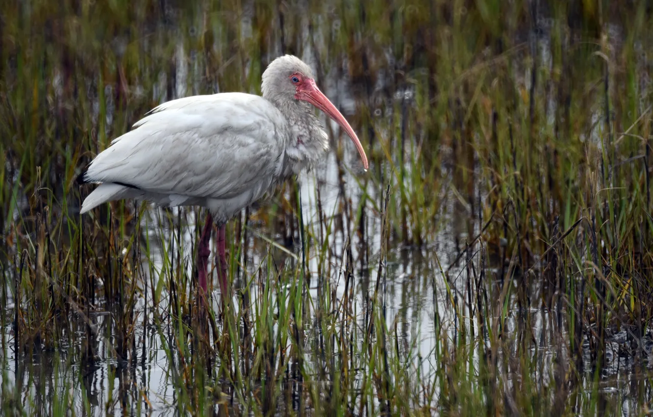 Photo wallpaper nature, bird, Ibis