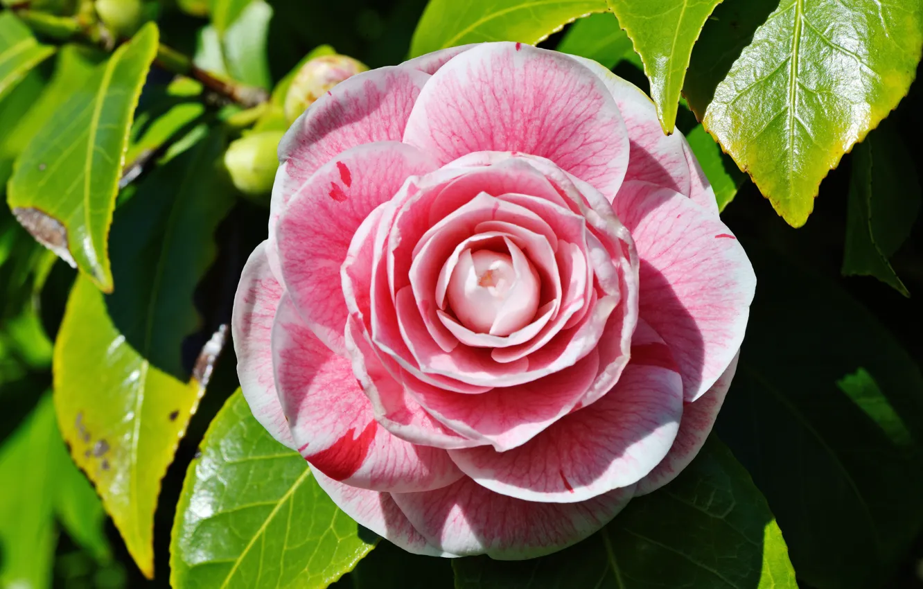 Photo wallpaper leaves, macro, close-up, petals, pink, Camellia
